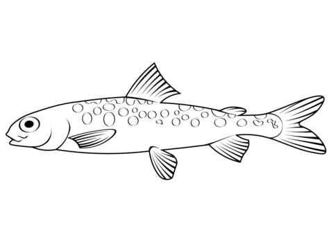 Mountain Whitefish (Prosopium Williamsoni) Coloring Page